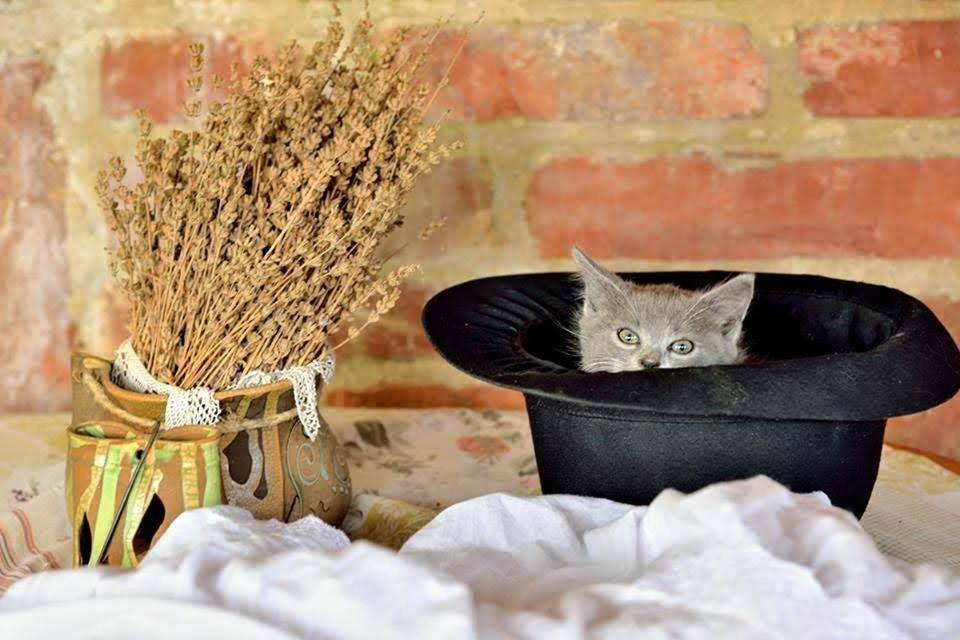 Míves Vendégház Pogány Extérieur photo